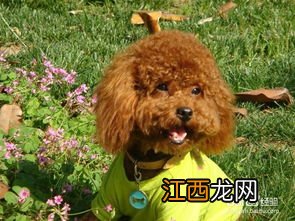 关于泰迪犬毛色