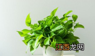 客厅中适合养什么植物 客厅中适合养什么植物对家庭比较好