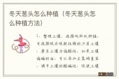 冬天葱头怎么种植方法 冬天葱头怎么种植