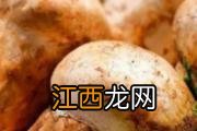 红豆杉根的功效与作用 红豆杉根的食用方式和注意事项