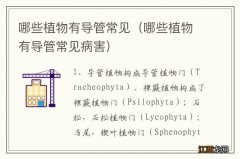 哪些植物有导管常见病害 哪些植物有导管常见