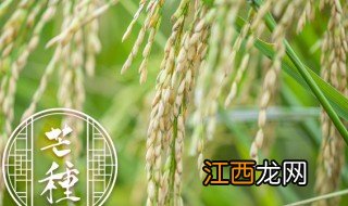 水稻发芽种子泡几天 水稻发芽种子泡几天能发芽