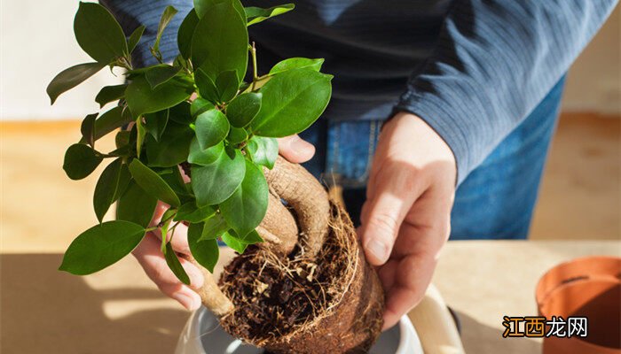 最耐寒的十大室内植物 客厅不怕冻的大型绿植