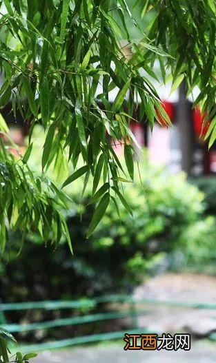 一场秋雨，一幅美景！不可错过的西安初秋雨景