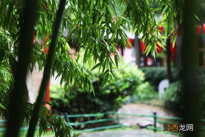 一场秋雨，一幅美景！不可错过的西安初秋雨景