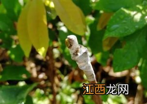 果树嫁接的最低温度是多少