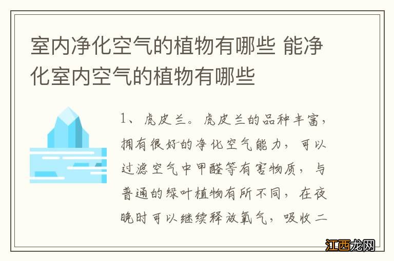 室内净化空气的植物有哪些 能净化室内空气的植物有哪些