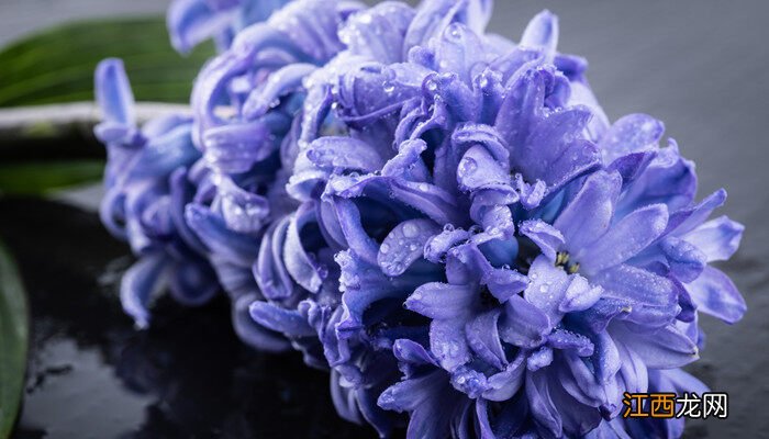 秋季适合种什么植物或花草 秋季适合种什么植物或花?