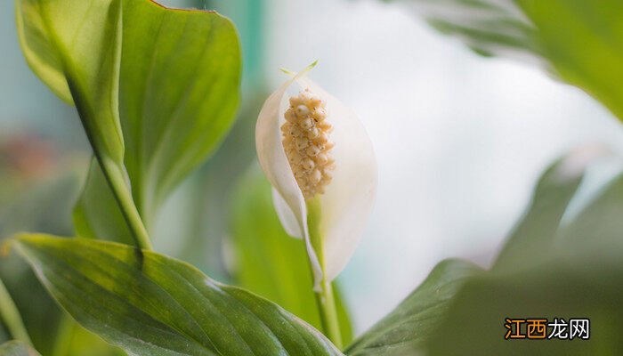 净化空气吸甲醛最好的植物排名 适合卧室的花卉植物净化空气