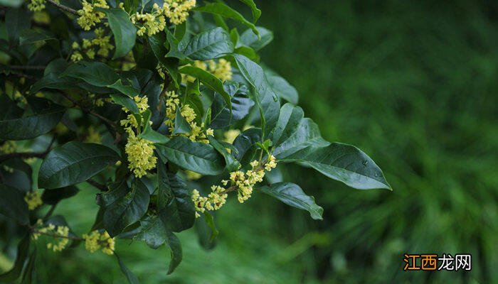 桂花开几季? 桂花开几季