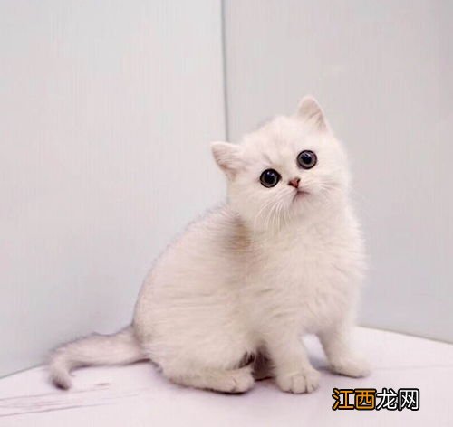 广州天河哪里有猫咪市场