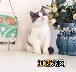 广州天河哪里有猫咪市场