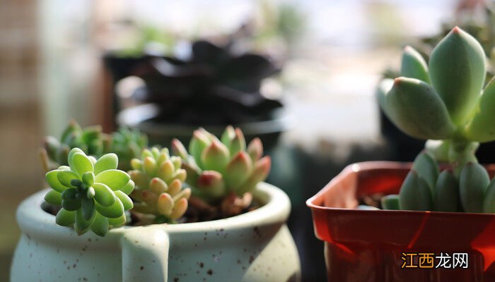 多肉适合什么季节种植呢 多肉适合什么季节种植