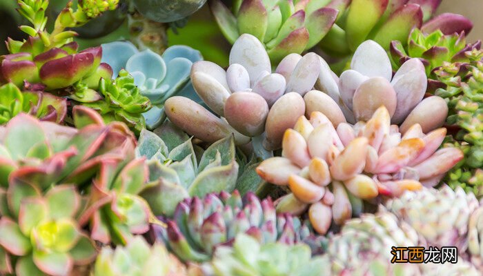 多肉适合什么季节种植呢 多肉适合什么季节种植