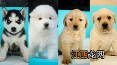 关于五只金毛犬的电影有哪些