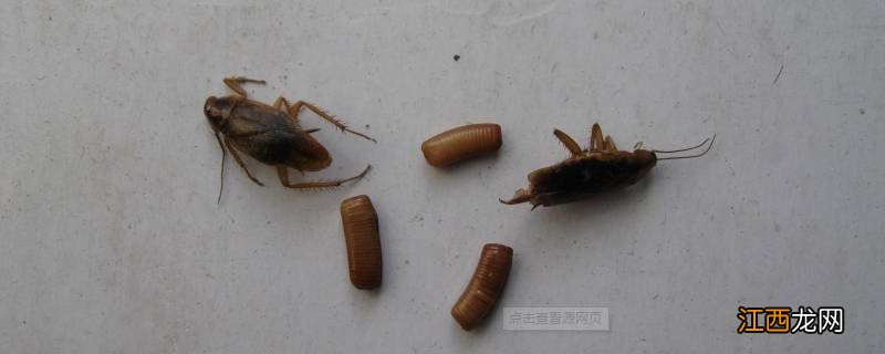 蟑螂产的卵是什么样的