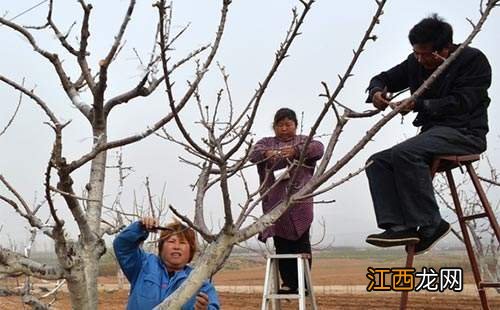 果树移栽后是否修剪