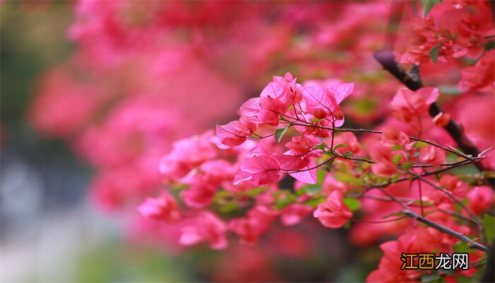 三角梅耐寒多少度低温会冻死 三角梅耐寒多少度