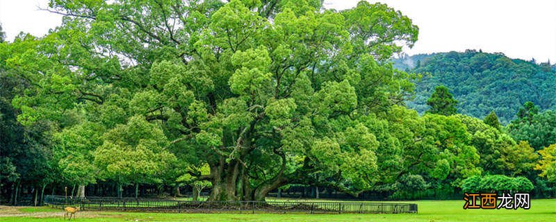 草坪草籽播种方法视频 草坪草籽播种方法