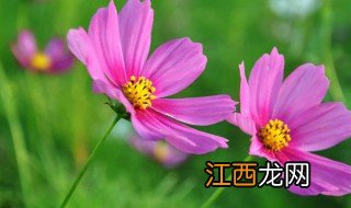 格桑花为什么叫格桑花 格桑花到底是什么