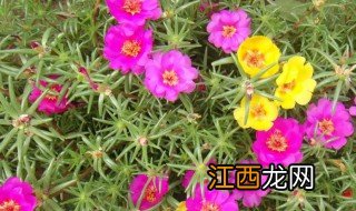 太阳花在水里能泡几天发芽 太阳花在水里能泡几天发芽吗