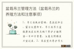 盆栽吊兰的养殖方法和注意事项 盆栽吊兰管理方法