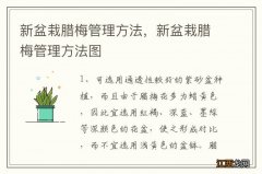 新盆栽腊梅管理方法，新盆栽腊梅管理方法图