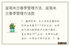 盆栽米兰春季管理方法，盆栽米兰春季管理方法图