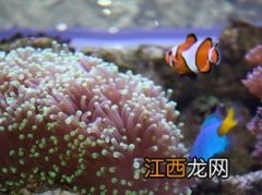 海缸里面的珊瑚吃什么