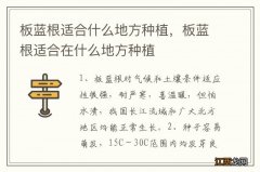 板蓝根适合什么地方种植，板蓝根适合在什么地方种植