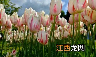 郁金香什么季节种最合适? 郁金香什么季节适合播种