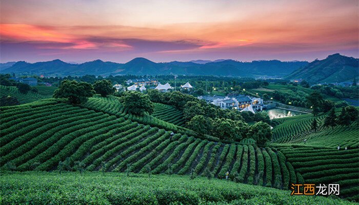 茶叶扦插育苗技术 茶苗栽培种植技术