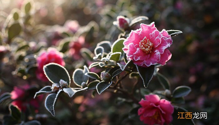 四季茶花耐寒多少度最好 四季茶花耐寒多少度