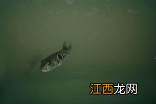 海边钓的河豚放淡水能养活吗