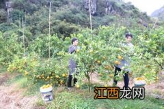 广西贺州适合种植什么农产品