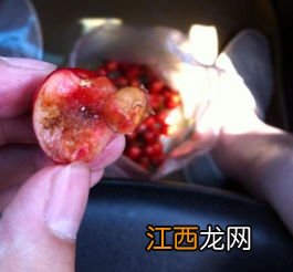 果蝇幼虫比果蝇大是这样吗