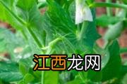 春笋麻口怎么办 竹笋怎么处理不会麻嘴