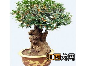 桂花树适合在室内种植吗