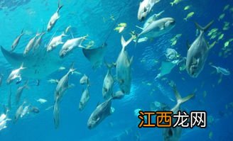 海底动物世界介绍