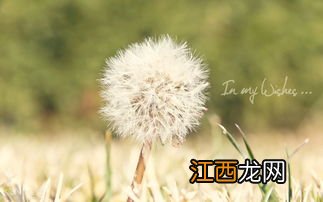 关于蒲公英的优美语录