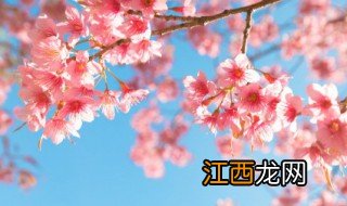 日本什么时候适合旅游 什么时候去日本旅游最好