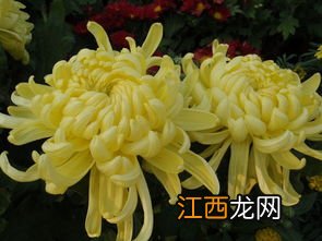 关于菊花的资料