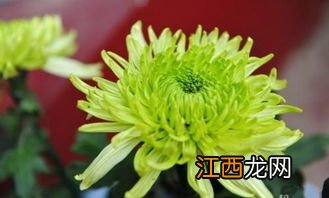 关于菊花的资料