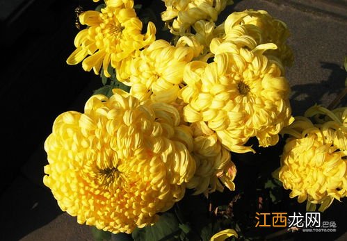 关于菊花的资料