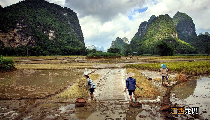 水稻一年三熟地区 水稻一年最多几季