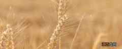 麦子一亩地播多少种子 麦子一亩地播多少种