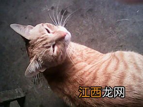 关于猫开头的成语