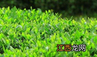 清明茶的功效与作用 清明茶有什么功效与作用