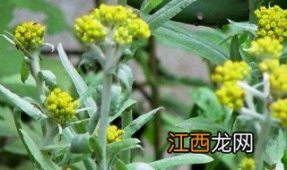 清明菜的功效与作用 清明菜的功效与作用有哪些