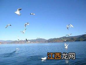 关于青海湖关于它的都可以